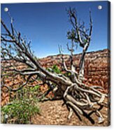 Uprooted - Bryce Canyon Acrylic Print