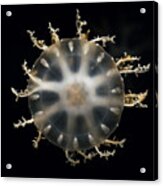 Upside-down Jellyfish Japan Acrylic Print