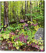 Upstate Ny Forest Acrylic Print