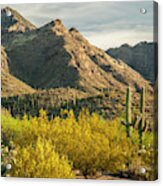 Usa, Arizona, Sabino Canyon Recreation Acrylic Print