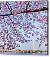 Usa, Washington Dc, Cherry Tree In Acrylic Print