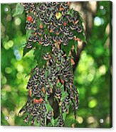 Valley Of Butterflies In Rhodes Island Acrylic Print