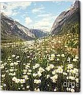 Valley Of Wild Flowers In The Rocky Mountains Acrylic Print