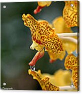 Vanda Orchid Acrylic Print