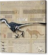 Velociraptor Infographic Acrylic Print