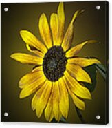 Velvet Queen Sunflower Acrylic Print