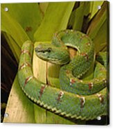 Venomous Eyelash Viper Ecuador Acrylic Print