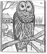 Vermont Barred Owl Acrylic Print