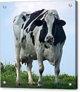 Vermont Dairy Cow Acrylic Print