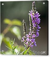 Veronica 20120703_118a Acrylic Print