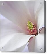 Vertical White Flower Magnolia Spring Blossom Floral Fine Art Photograph Acrylic Print