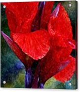 Vibrant Canna Bloom Acrylic Print