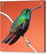 Vibrant Hummingbird Acrylic Print