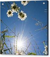 View Up In A Flower Meadow Acrylic Print