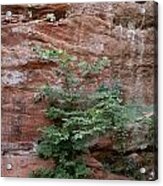 Vines And Canyon Walls Acrylic Print