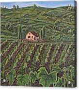 Vineyard In Neuchatel Acrylic Print
