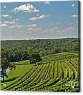 Vineyard Rows Acrylic Print