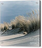 Dune Grass #2 Acrylic Print