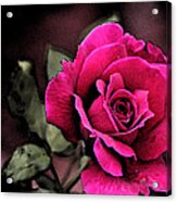 Vintage Love Rose Acrylic Print