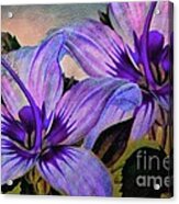 Vintage Painted Lavender Lily Acrylic Print