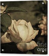 Vintage Rose Garden Acrylic Print