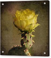 Vintage Yellow Cactus Acrylic Print