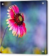 Vivid Colors Acrylic Print