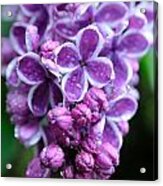 Vivid Lilac Acrylic Print