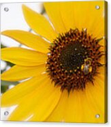 Vivid Sunflower With Bee Fine Art Nature Photography Acrylic Print