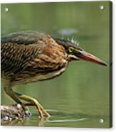 Bird Watching by the Water Acrylic Print