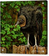 Waiting For Supper Acrylic Print