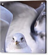 Waiting In The Wings Acrylic Print