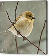 Waiting Out The Storm Acrylic Print