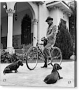 Waldemar Schroder On A Bicycle With Two Dogs Acrylic Print