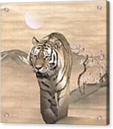 Walking Tiger Acrylic Print