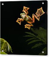 Wallaces Flying Frog Danum Valley Sabah Acrylic Print