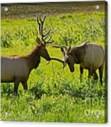Wapiti Elk Rocky Mountain National Park Acrylic Print