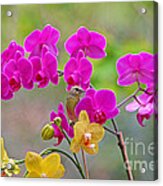 Warbler Posing In Orchids Acrylic Print