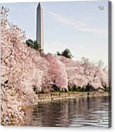 Washington Dc Cherry Blossoms And Acrylic Print
