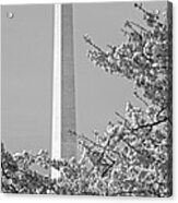 Washington Monument Amidst The Cherry Blossoms Acrylic Print