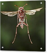 Wasp Flying Matobo Np Zimbabwe Acrylic Print