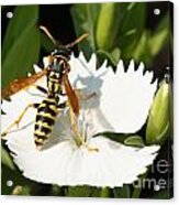 Wasp On Dianthus Floral Lace White Flower 3 Acrylic Print