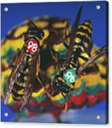 Wasp Research Acrylic Print
