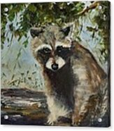 Watchful Raccoon Acrylic Print