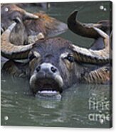 Water Buffalo Acrylic Print