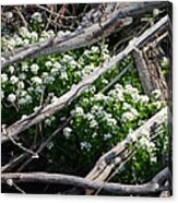 Water Cress Acrylic Print