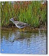 Water Fowl Acrylic Print