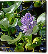 Water Hyacinth Acrylic Print