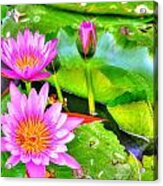 Water Lilies 2 Acrylic Print