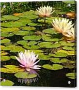 Water Lilies Acrylic Print